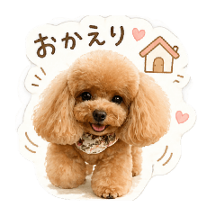 Toy Poodl-ringring