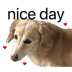 Shy Old Dog2