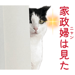 MONA_20260527180936