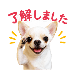 momo_20260527205311