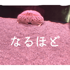 kon_20260528182942