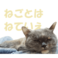 kokomasu_20260528192028