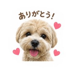 chiyori_20260528193739