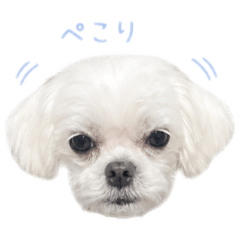 sayaka_20260528215639