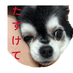 shi_chan_20260528221143
