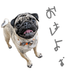 pugnchu_20260528221555