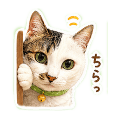 kana_20260528221644