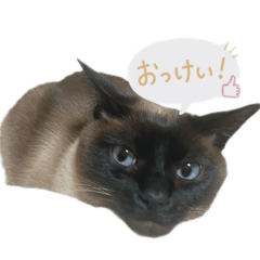 nako_20260528220242