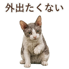 柯尼斯雷克斯貓真心話 C021