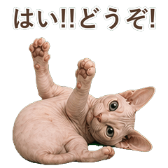 斯芬克斯貓真心話 C019