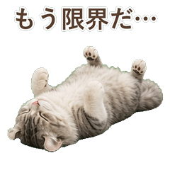美國捲耳貓真心話 C018