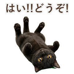 孟買貓真心話 C030