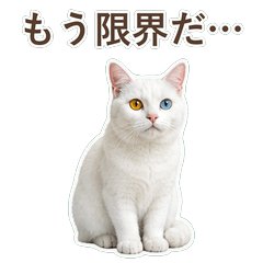 貓咪真心話 C117