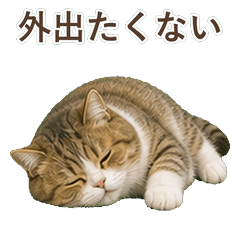 貓咪真心話 C113