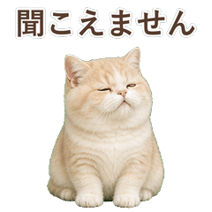 貓咪真心話 C108