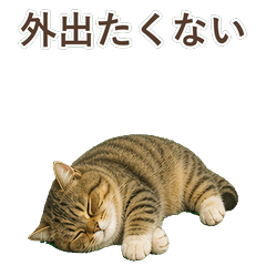 貓咪真心話 C109