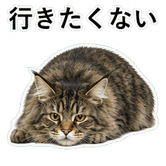 貓咪搞笑真心話 C003