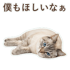 貓咪真心話 C116