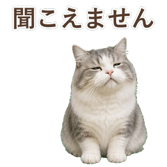 貓咪真心話 C115