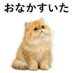 貓咪搞笑真心話 C008