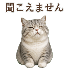 貓咪真心話 C112