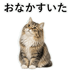 貓咪搞笑真心話 C009