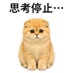 貓咪搞笑真心話 C001