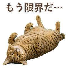 薩凡納貓真心話 C037