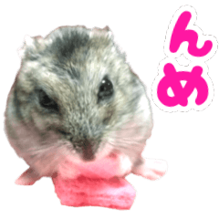 Daily Chat: Dialect Hamster & Corgi