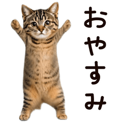 Dance brown tabby