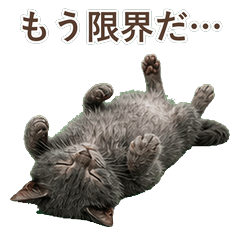 貓咪真心話 C045