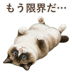 雪鞋貓真心話 C046