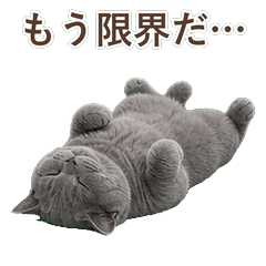夏特爾貓真心話 C041