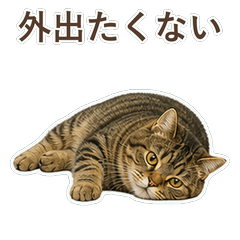 美國短尾貓真心話 C048