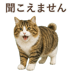 貓咪真心話 C049