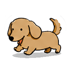 mini miniature dachshund