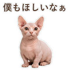 貓咪真心話 C054