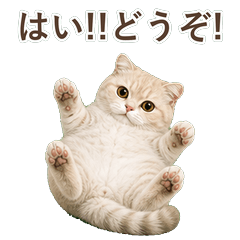貓咪真心話 C052