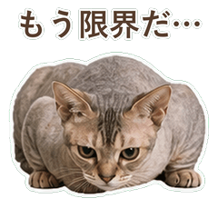 貓咪真心話 C053