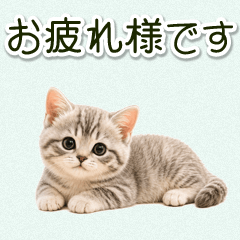 毎日使える♪リアル子猫のほっこり日常