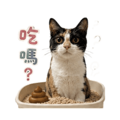 椪柑是隻三花