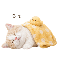 QQQQQQQQQQQQcream cat1wordless