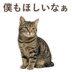 貓咪真心話 C057