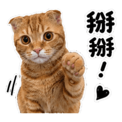 小嫩豆
