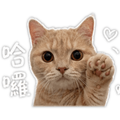 阿茶日常用語