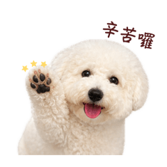 Q比比七個月（家庭）