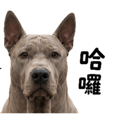 老皮頻道（泰皇犬）