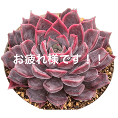 matsu☆