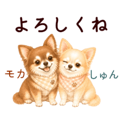 Friendly long-coat Chihuahua