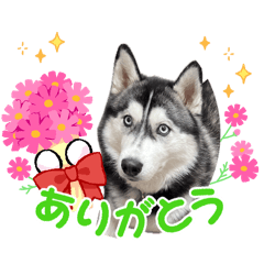 satoko_20260528143156